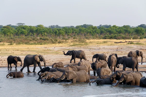 Herd of African elephants drinking and bathing on waterhole — Stock Photo, Image