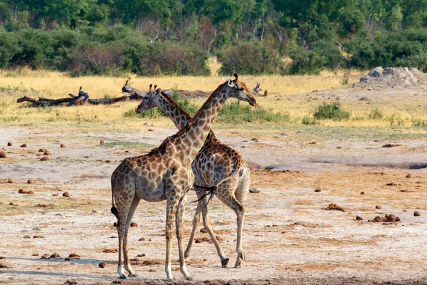 Giraffa camelopardalis in national park, Hwankee — Stock Photo, Image