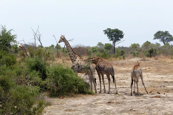 Giraffa camelopardalis in national park, Hwankee — Stock Photo, Image