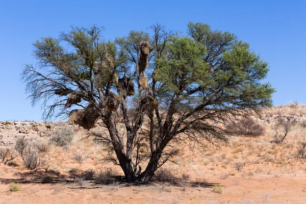 Tejedor enmascarado africano gran nido en el árbol — Foto de Stock