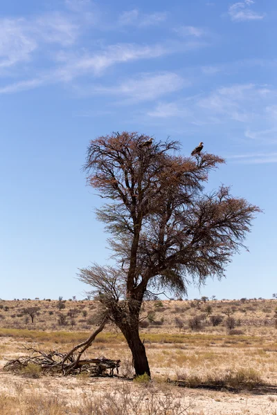 Albero morto solitario con paesaggio aquila — Foto Stock