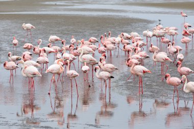 Walvis Bay Namibya 'daki Rosy Flamingo kolonisi