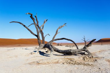 Namib Çölü'nde gizli Vlei güzel manzara 