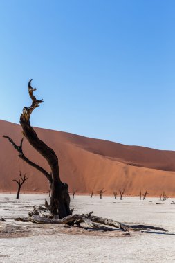 Namib Çölü'nde gizli Vlei güzel manzara 