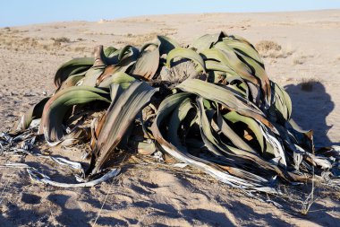 Welwitschia mirabilis, Amazing çöl bitki, yaşayan fosil