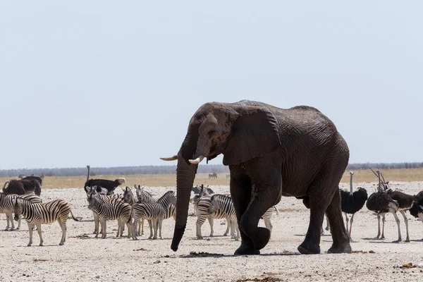 Pozo de agua lleno de elefantes, cebras, springbok y orix — Foto de Stock