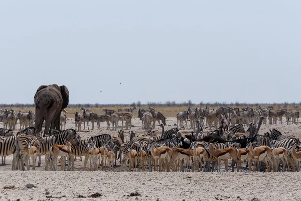 Zatłoczone waterhole słonie, zebry, springbok i orix — Zdjęcie stockowe