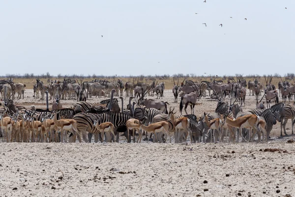 Buraco de água lotado com elefantes, zebras, springbok e orix — Fotografia de Stock