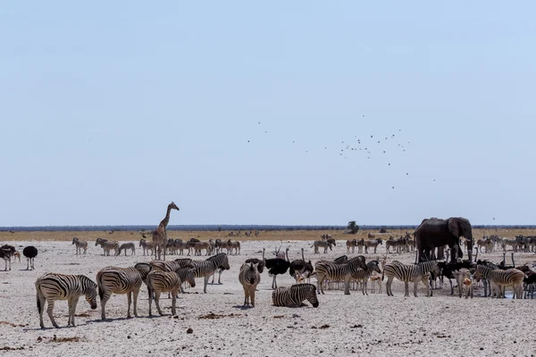 Pozo de agua lleno de elefantes, cebras, springbok y orix — Foto de Stock