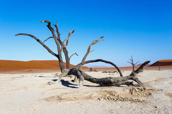 Beautiful landscape of Hidden Vlei in Namib desert — Stock Photo, Image