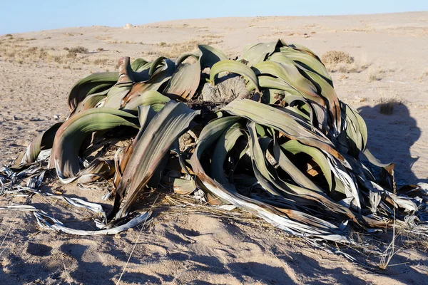 Welwitschia mirabilis, Increíble planta del desierto, fósil vivo — Foto de Stock