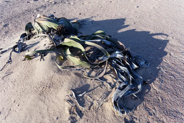 Welwitschia mirabilis, erstaunliche Wüstenpflanze, lebendes Fossil — Stockfoto