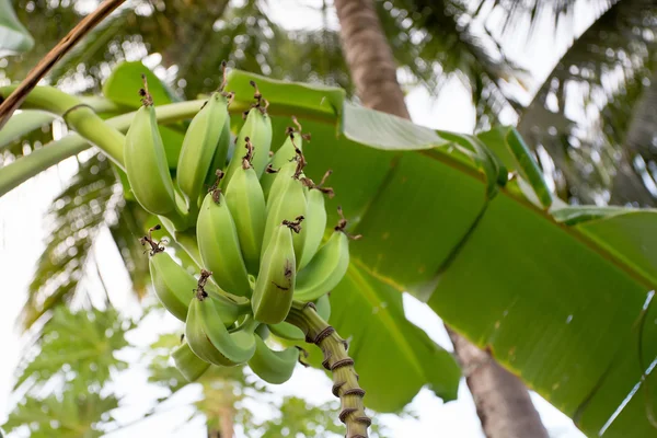 Onrijpe bananen op de boom — Stockfoto