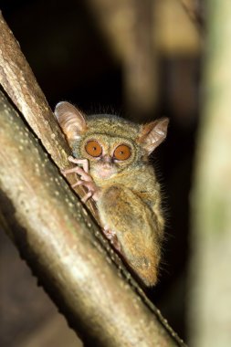 Tarsius spektrum, Tangkoko Milli Parkı, Sulawesi