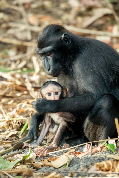 Portrait of Celebes crested macaque, Sulawesi, Indonesia — Stock Photo, Image