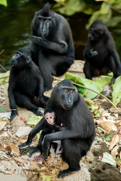 Portrait of Celebes crested macaque, Sulawesi, Indonesia — Stock Photo, Image