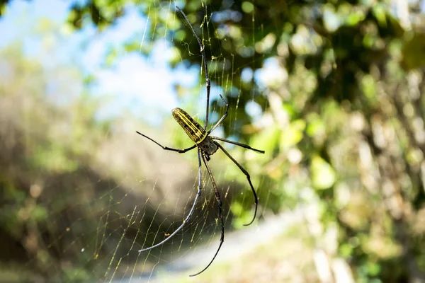 Pilipes Nephila, μεγάλη αράχνη, Μπαλί, Ινδονησία — Φωτογραφία Αρχείου