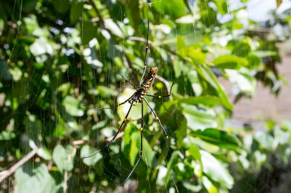 Nephila pilipes, stor spindel, Bali, Indonesien — Stockfoto