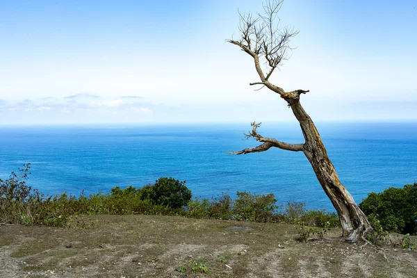 Árbol muerto en Bali Manta Point Lugar de buceo en la isla de Nusa Penida —  Fotos de Stock