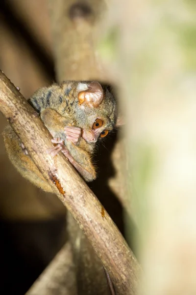 Espectro de Tarsius, Parque Nacional de Tangkoko, Sulawesi — Foto de Stock