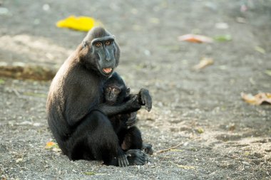 Tepeli Celebes makak, Sulawesi, Endonezya portresi