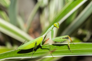 dua eden peygamber devesi üzerinde yaprak, Sulawesi, Endonezya