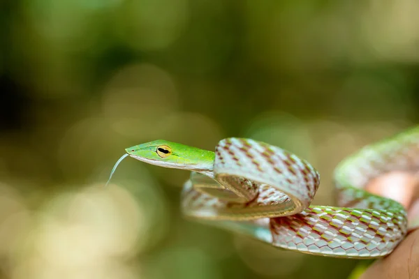 Asiatiska Vine orm (Ahaetulla prasina) — Stockfoto