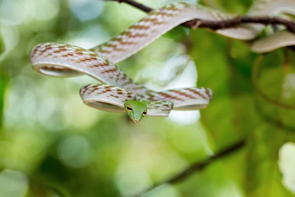 Asiatiska Vine orm (Ahaetulla prasina) — Stockfoto