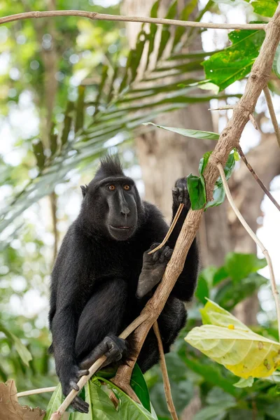 Macaco de crista de celebridades, Sulawesi, Indonésia — Fotografia de Stock