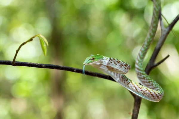 Asiatiska Vine orm (Ahaetulla prasina) — Stockfoto