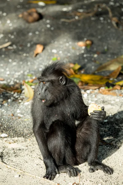 Retrato de celebridades crista macaco, Sulawesi, Indonésia — Fotografia de Stock