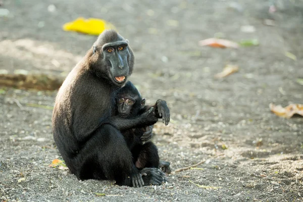 Retrato de celebridades crista macaco, Sulawesi, Indonésia — Fotografia de Stock