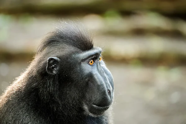 Retrato de celebridades crista macaco, Sulawesi, Indonésia — Fotografia de Stock