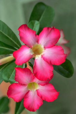 güzel kırmızı Adenium çiçekler