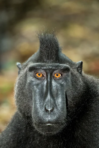 Portret van Celebes crested makaak, Sulawesi, Indonesia — Stockfoto