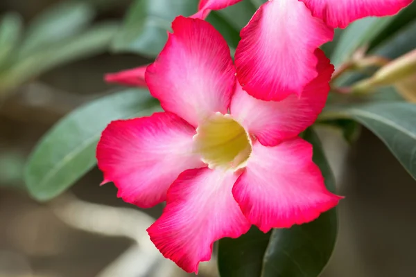 Belles fleurs rouges Adenium — Photo