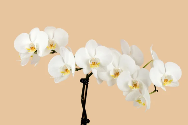 Romantické větev bílých orchidejí na béžové pozadí — Stock fotografie