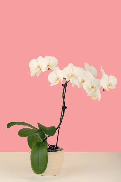 Paste color romantic branch of white orchid on beige background — Stock Photo, Image