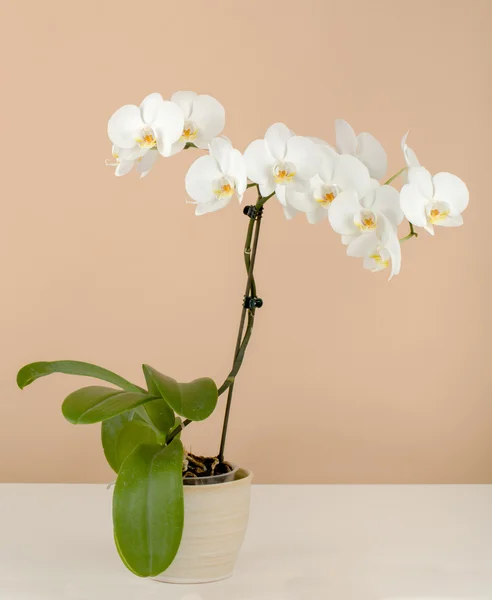 Romantiska gren av vit orkidé på beige bakgrund — Stockfoto