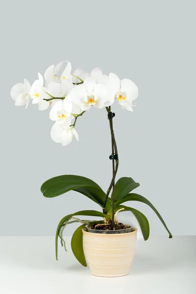 Tak van witte orchidee op grijze achtergrond — Stockfoto