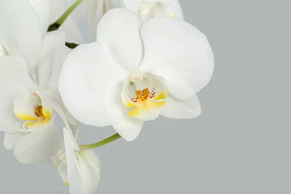 Zweig der weißen Orchidee auf grauem Hintergrund — Stockfoto