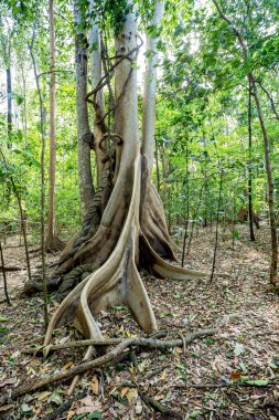masif Ağaç kökleri Tangkoko Park tarafından buttressed