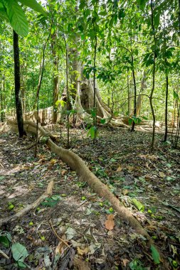 masif Ağaç kökleri Tangkoko Park tarafından buttressed
