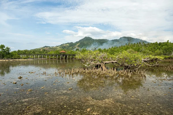 Indonesian landscape with mangrove and walkway — Stock Photo, Image