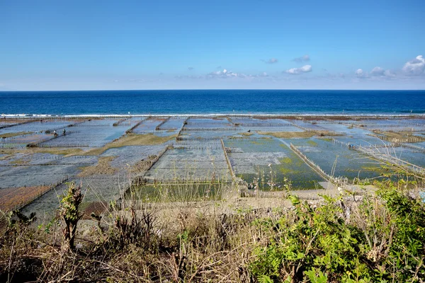 Plantacje wodorostów na wyspie Bali, Nusa Penida — Zdjęcie stockowe