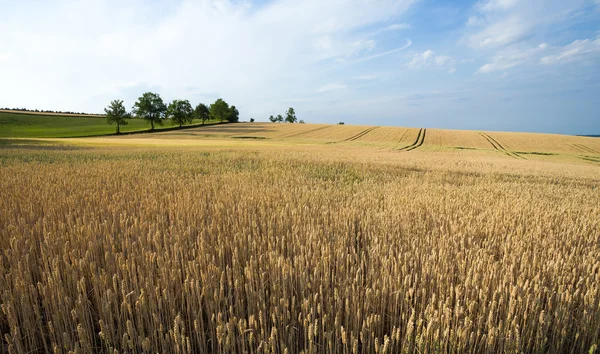 夏の黄金の麦畑 — ストック写真
