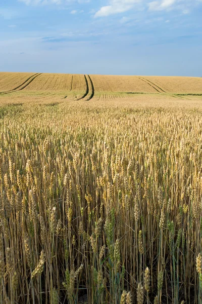 Goldene Weizenfelder im Sommer — Stockfoto