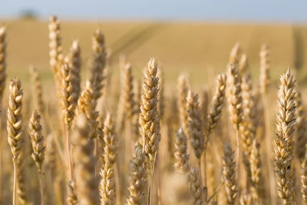 Golden wheat field in summer — Stock Photo, Image