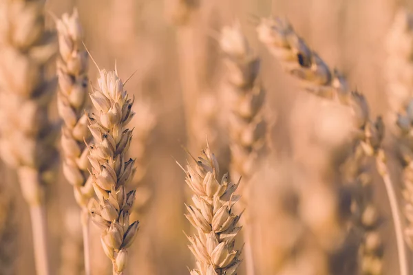 Golden wheat field in summer in pastel color — Stock Photo, Image
