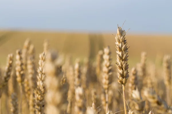 Golden wheat field in summer — Stock Photo, Image